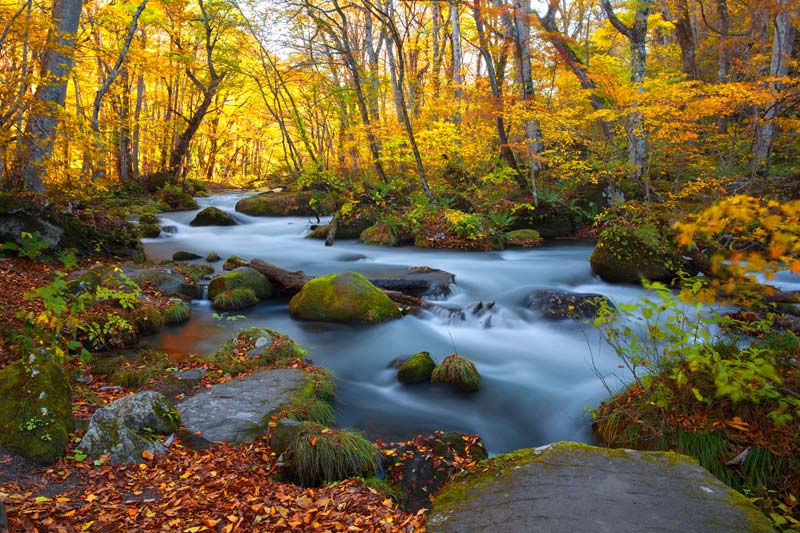 Sarı Yaprak Manazara Duvar Kağıtları | Şelale Manzara Duvar Kağıtları 3 Boyutlu
