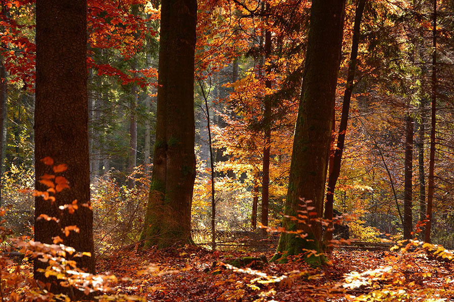 Saklı Orman Manzara Duvar Kağıdı | 3 Boyutlu Manisa Duvar Kağıtları