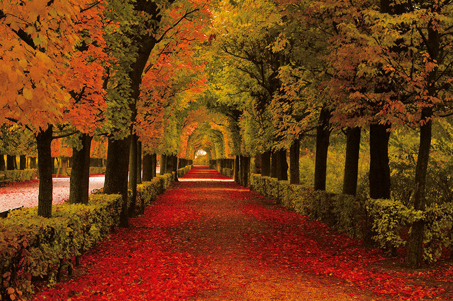 Gezi Parkı Duvar Kağıdı | Ağaç Manzaralı Doğa Duvar Kağıtları | Duvar34.com