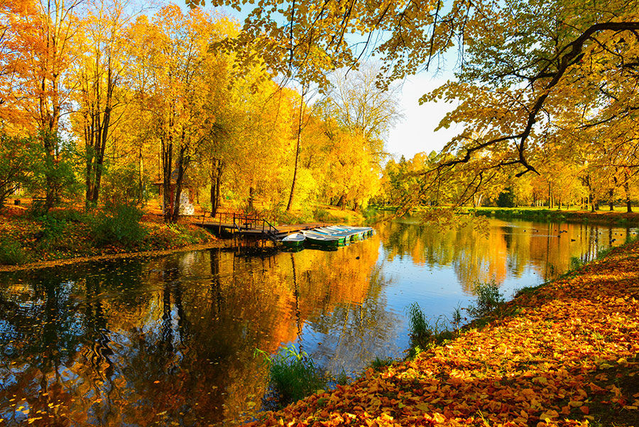 Pavlovsk Park Sonbahar Duvar Kağıtları | 3 Boyutlu Rusya Duvar Kağıtları