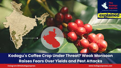Explained | Kodagu's Coffee Crop Under Threat? Weak Monsoon Raises Fears Over Yields and Pest Attacks