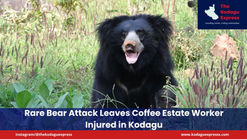 Rare Bear Attack Leaves Coffee Estate Worker Injured in Kodagu
