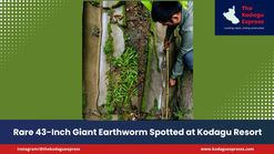 Rare 43-Inch Giant Earthworm Spotted at Kodagu Resort