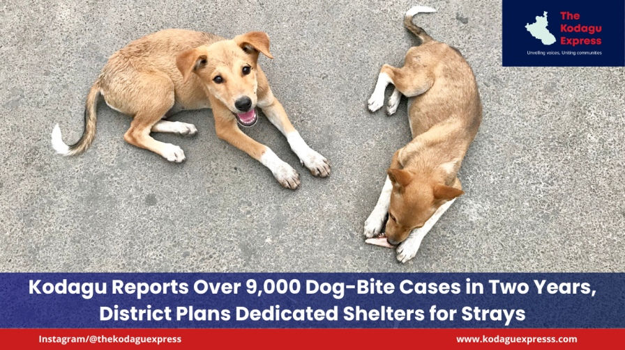 Kodagu Reports Over 9,000 Dog-Bite Cases in Two Years, District Plans Dedicated Shelters for Strays
