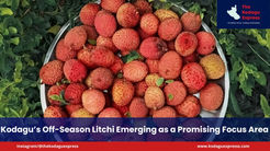 Kodagu’s Off-Season Litchi Emerging as a Promising Focus Area