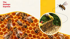 Coorg Honey Attracts Migratory Beekeepers from Keralam