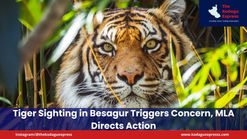 Tiger Sighting in Besagur Triggers Concern, MLA Directs Action