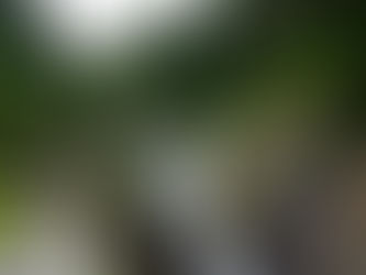 Replay: The Wisdom of the Forest by Maryann Hackworth