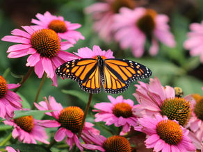 Monarch butterfly among the arnica flowers/