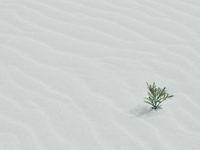 Small greenery amid sea of white sand