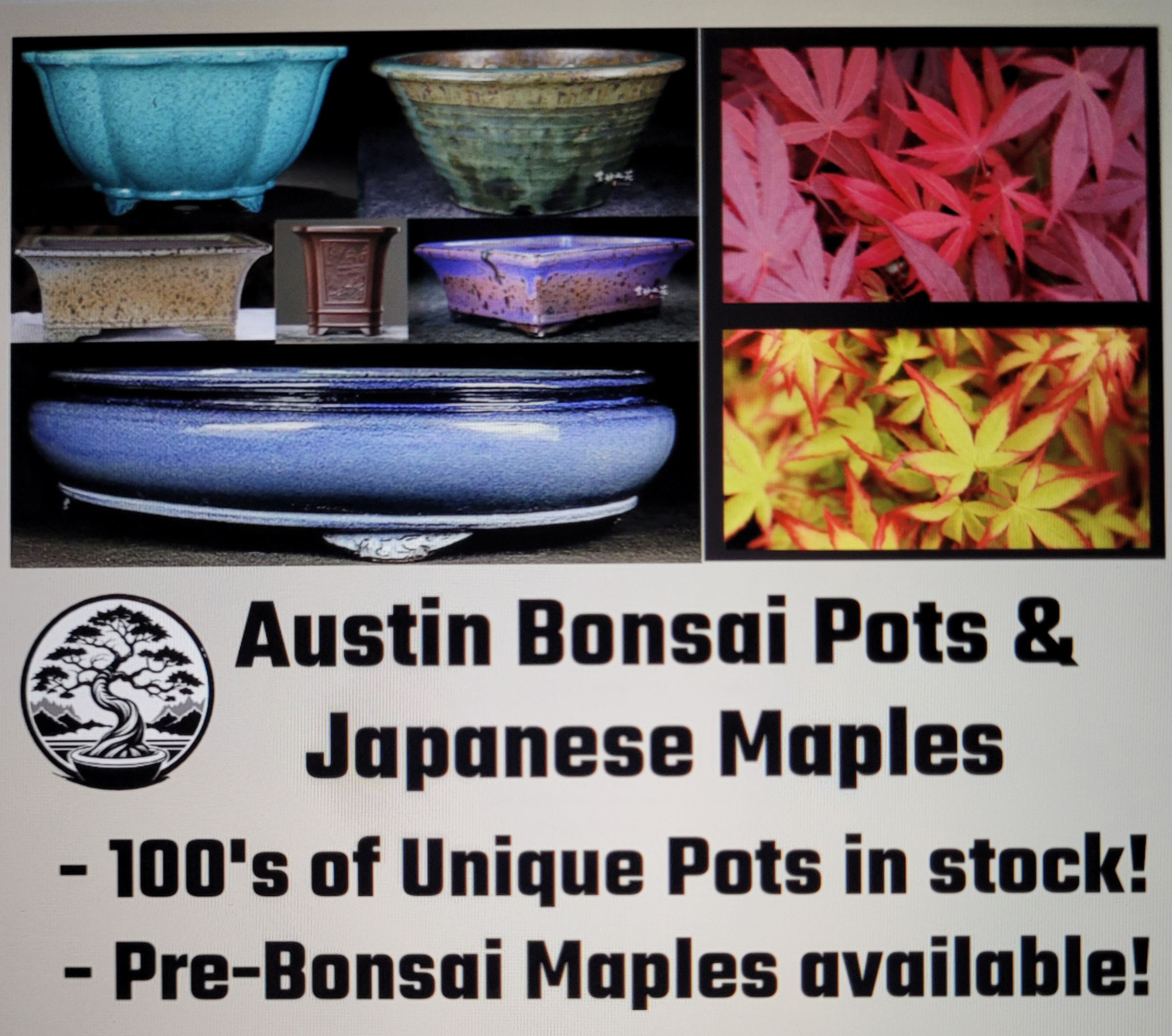 Home | Austin Bonsai Pots, Classes, and Japanese Maples