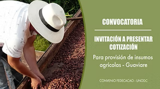 Fruto de cacao