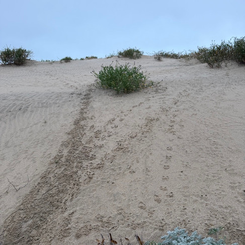 Rodent trails up a hill in sand dunes.