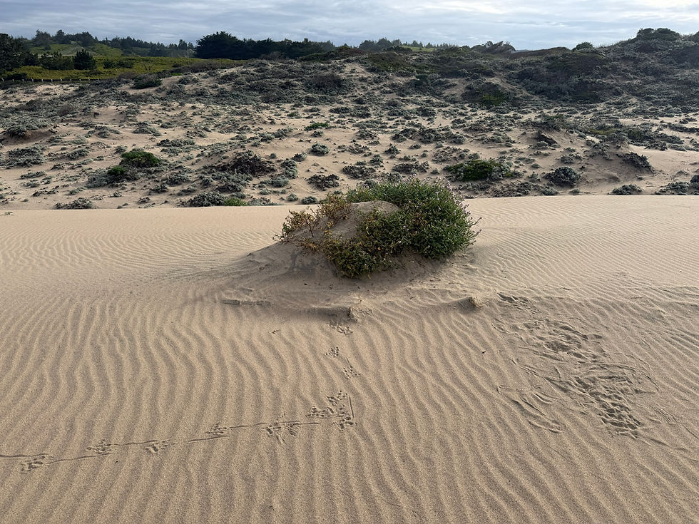 Owl tracks making a sharp turn to to head up a small mound, then coming down to bathe in the sand.