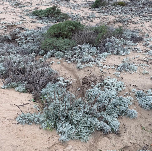 Rodent trail through vegetation.