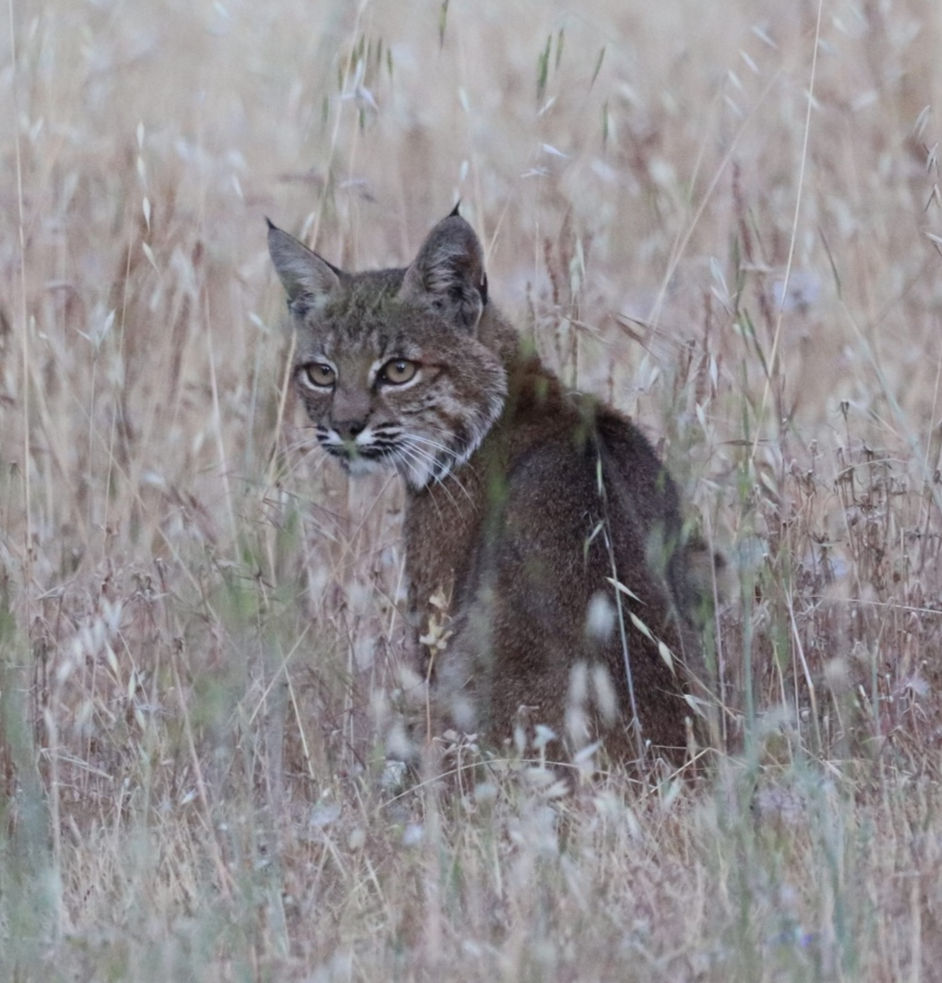 Young Bobcat sitting in tall dry grass.