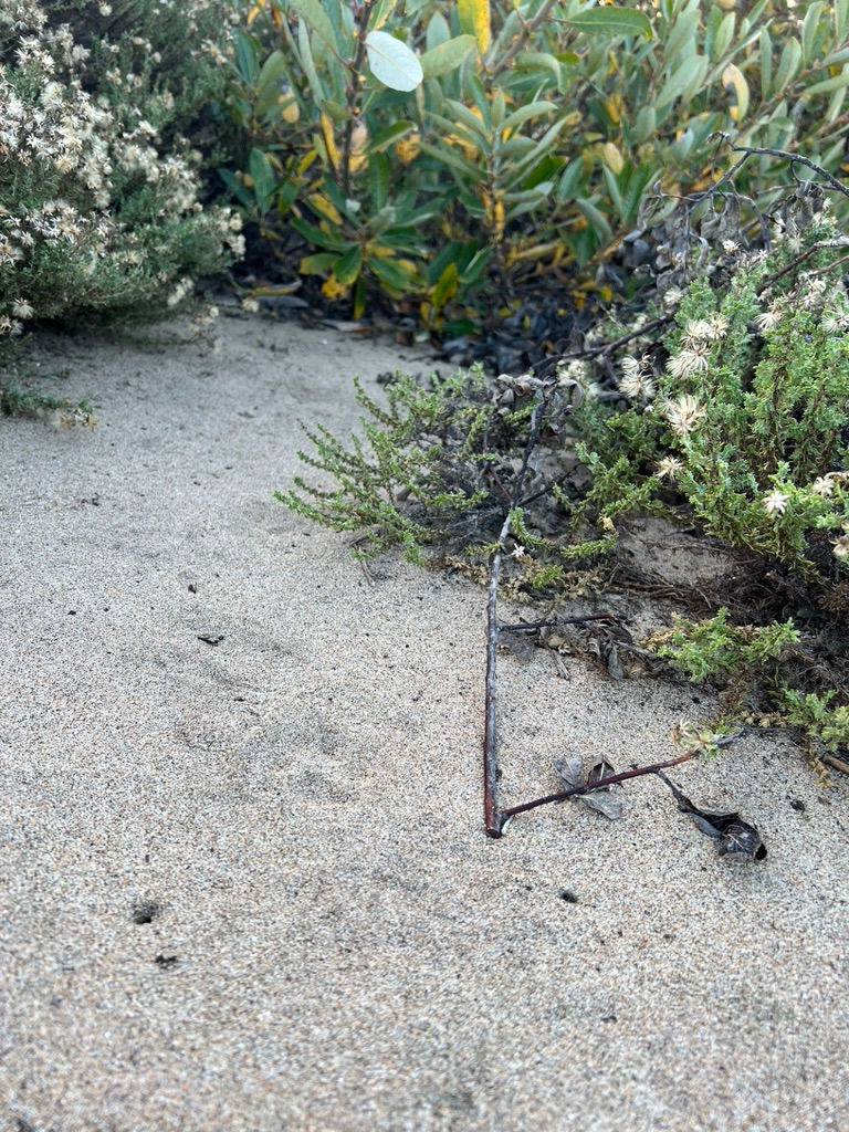 Bobcat tracks heading into thick vegetation.