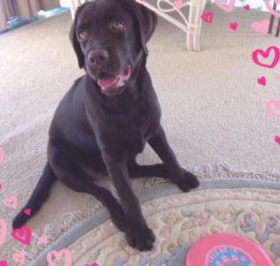 Makara also known as Mackie in her puppy days