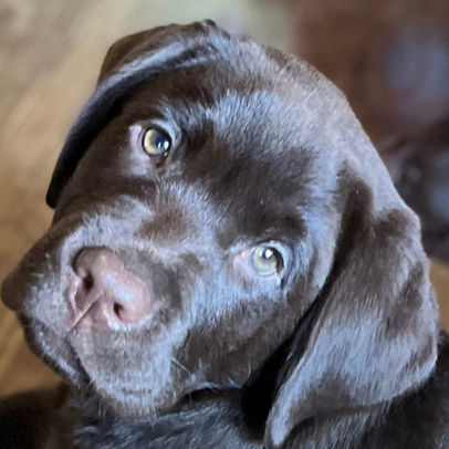 ARI the heart stealer