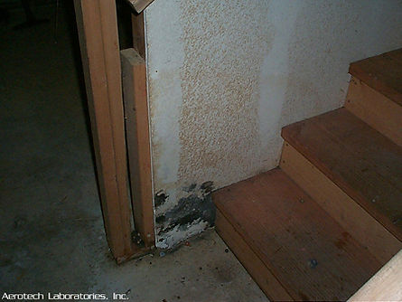 picture of Stachybotrys-on-painted-drywall-surface