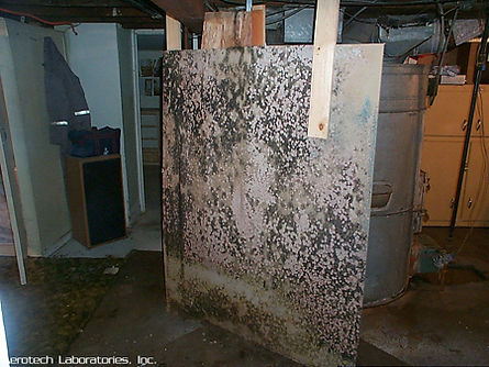 Drywall-panel-with-Stachybotrys-and-on-the-bottom-Aspergillus mold picture