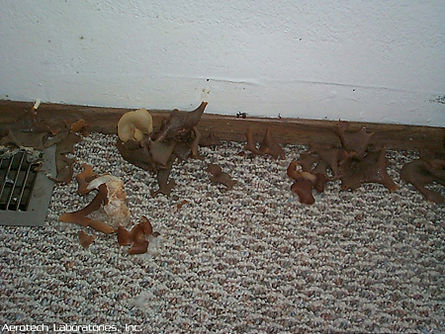 pictures of mold Mushrooms-growing-out-of-water-damaged-wood-and-carpeting
