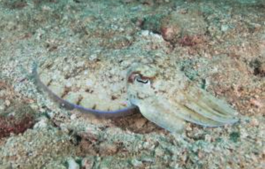 Octopus using camouflage 