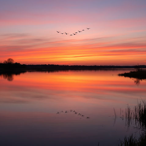sunset scene with geese flying over.jpg