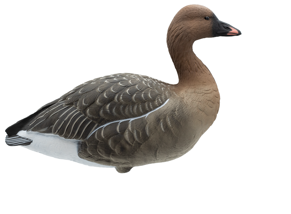 Thumbnail: LIVE FULL BODY PINKFOOT GEESE
