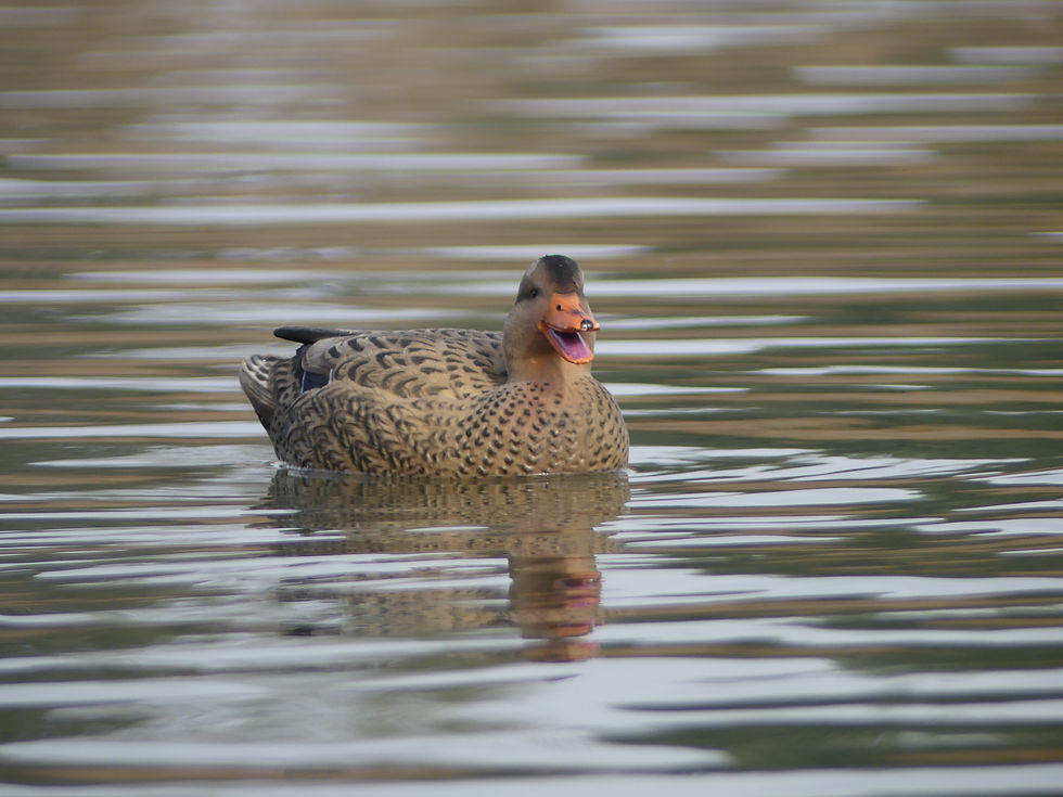 Thumbnail: LAST PASS GREENWING TEAL FLOATERS