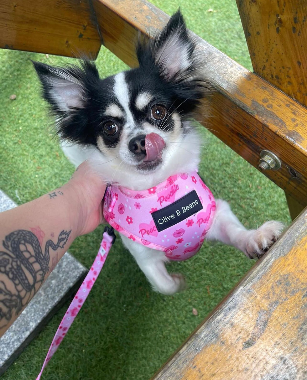 Thumbnail: 'Poochie' Harness