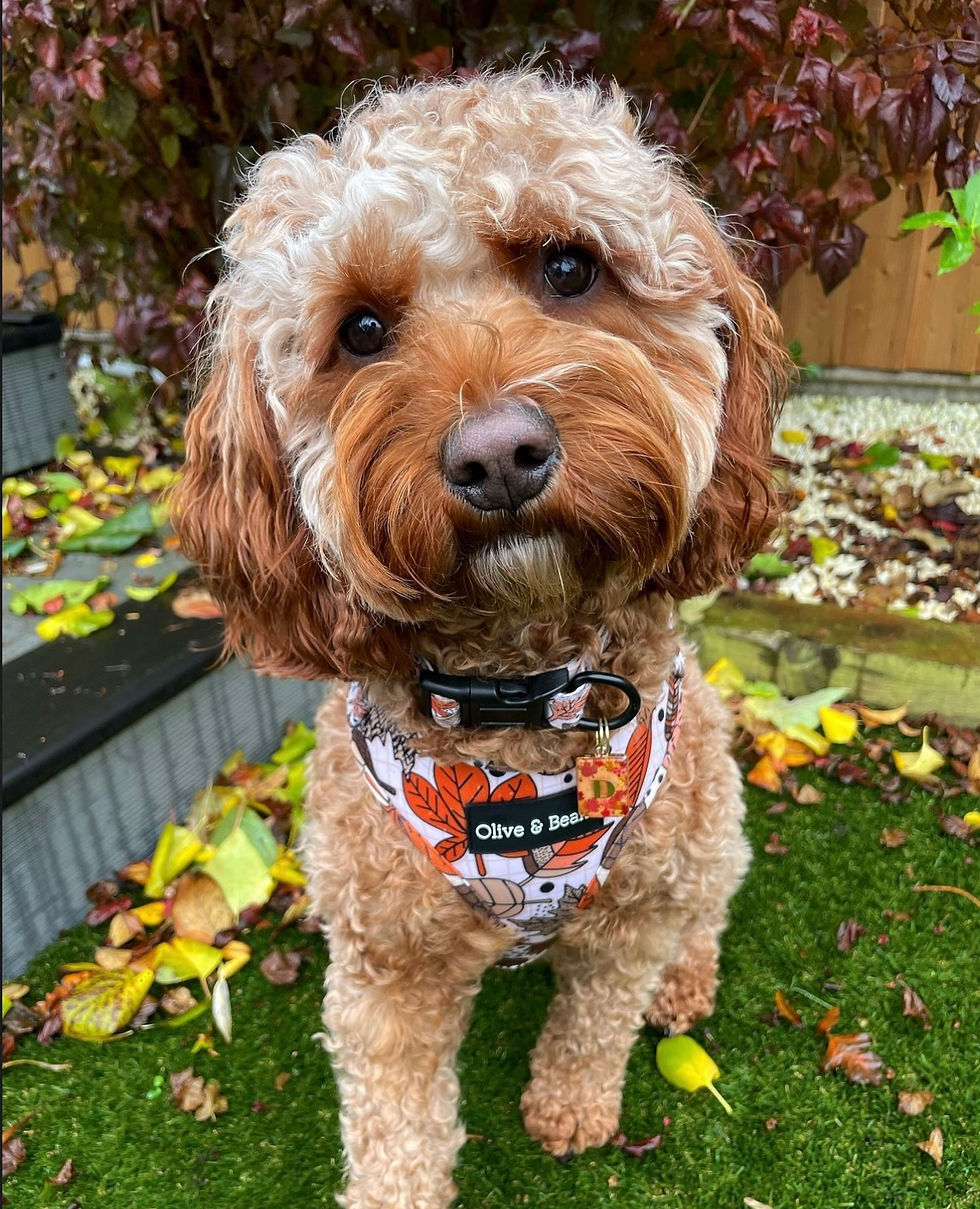 Thumbnail: 'Be-Leaf In Yourself' Harness