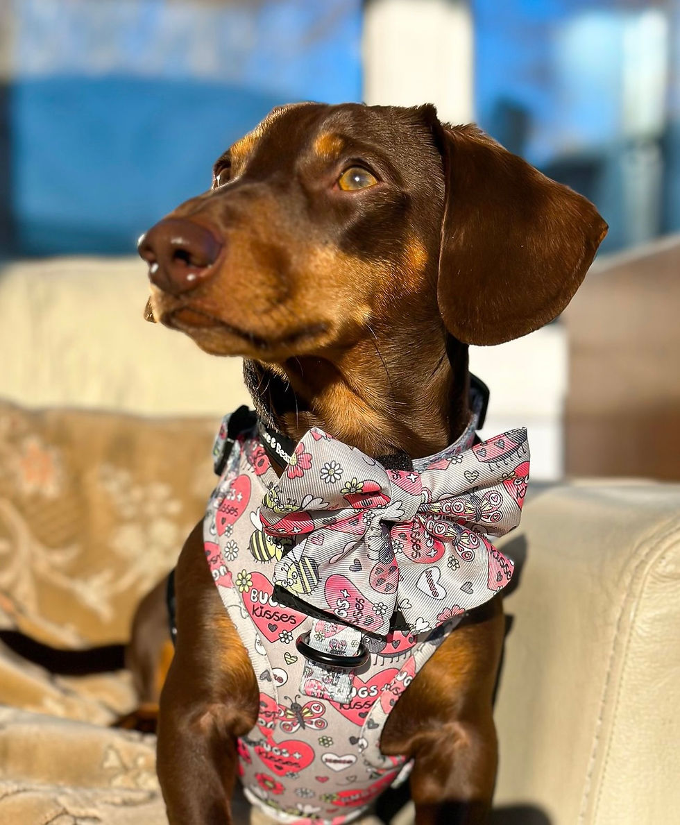 Thumbnail: Bugs & Kisses Harness 