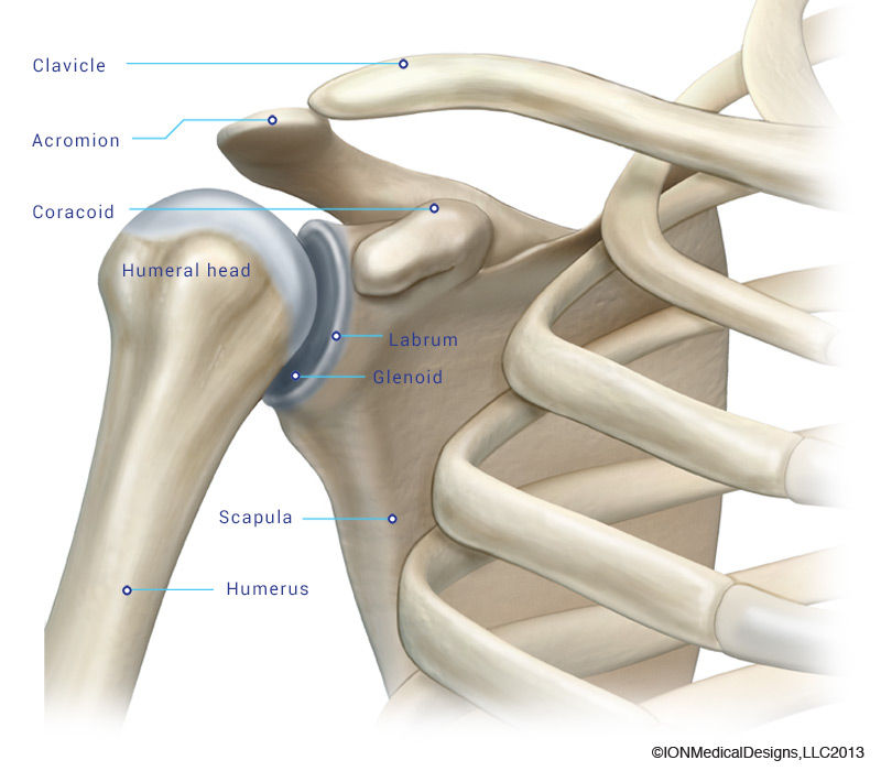 Fitness health wellness training muscle anatomy physiology