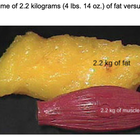 Can You Really Build Muscle While Losing Fat? Let's Break It Down.