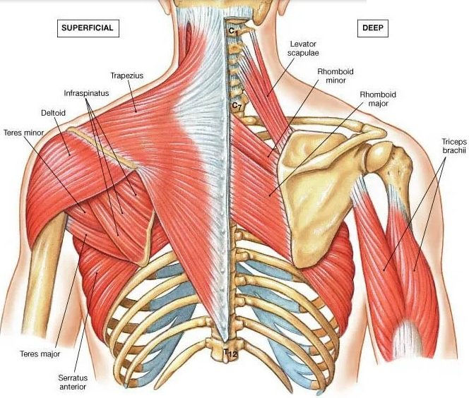 Fitness anatomy health wellness training muscle strength