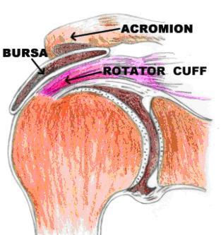 Fitness health workout strength anatomy human physiology