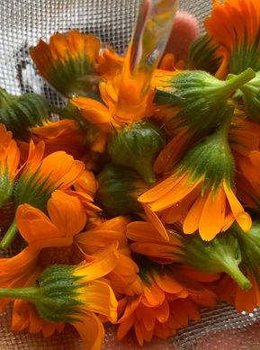 10 “malezas” medicinales que crecen en Chile y deberías conocer