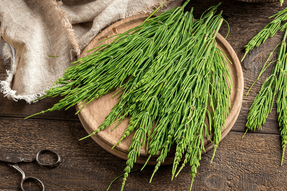 Ficha técnica: cola de caballo (Equisetum aravense)