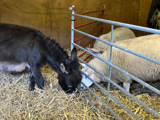 Miniature Mediterranean Donkeys