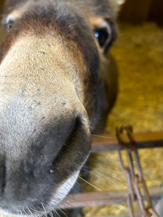 Miniature Mediterranean Donkeys