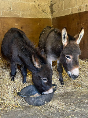 Miniature Mediterranean Donkeys
