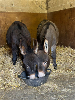 Miniature Mediterranean Donkeys