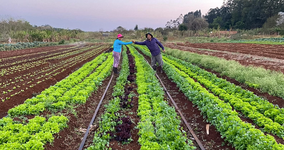 Tradição na agricultura familiar, plantação orgânica da família Barbosa (Foto: Chácara Meu Canto)