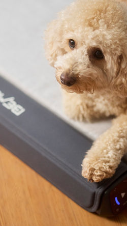 2512_Bemer_Dog_0321-1080x1920px