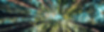 img_header_trees_panorama3.jpg