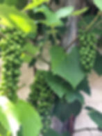 Grapes in Bruttig Fankel Germany