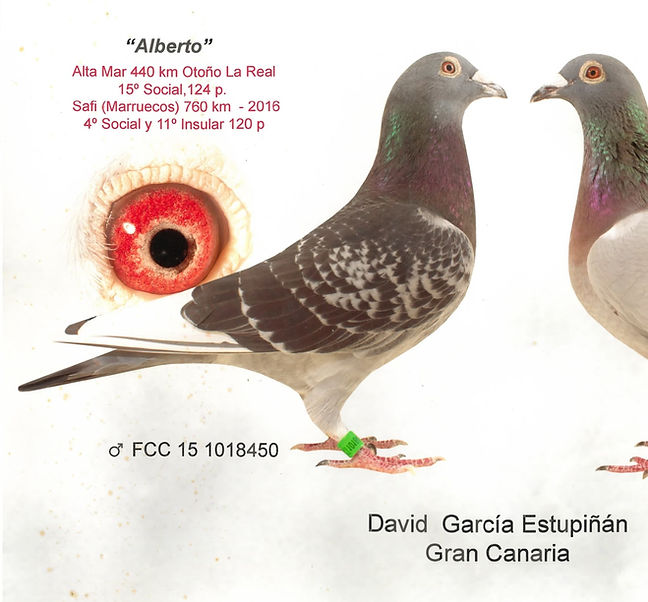 David 01.- Safi 16-min.jpg