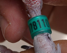 96-110.- I.- A Azul Cabo-min.JPG