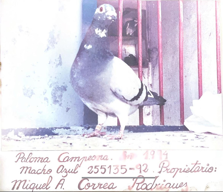 04.- 1.994.- Paloma-min.jpeg